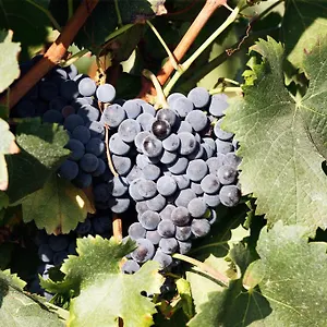 Agriturismo Colombarino Italien